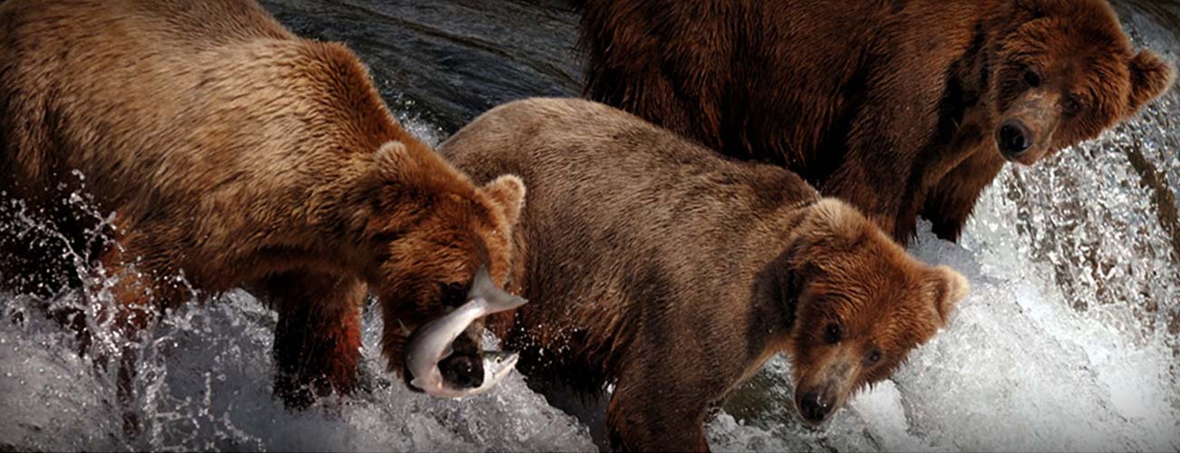 Bear Hunting Salmon